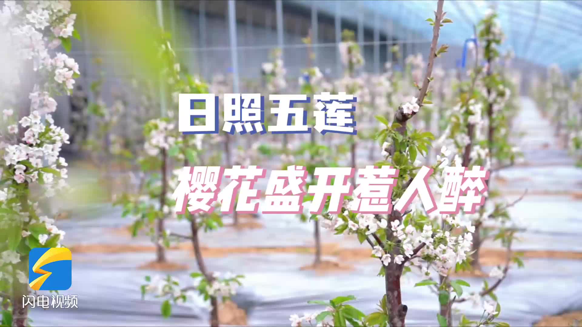 日照五莲：樱桃花盛开惹人醉