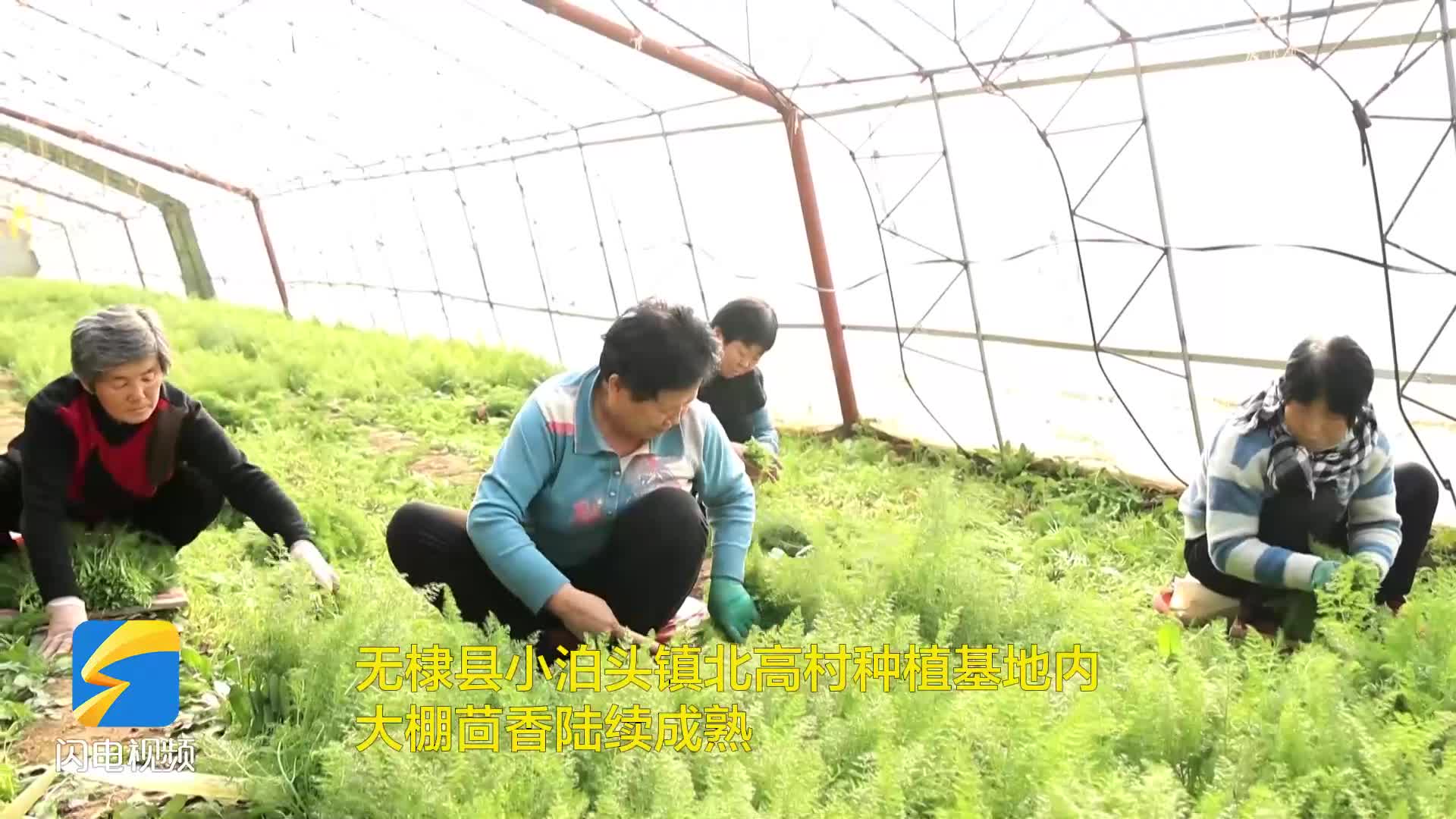 無棣：小泊頭鎮大棚茴香新鮮上市