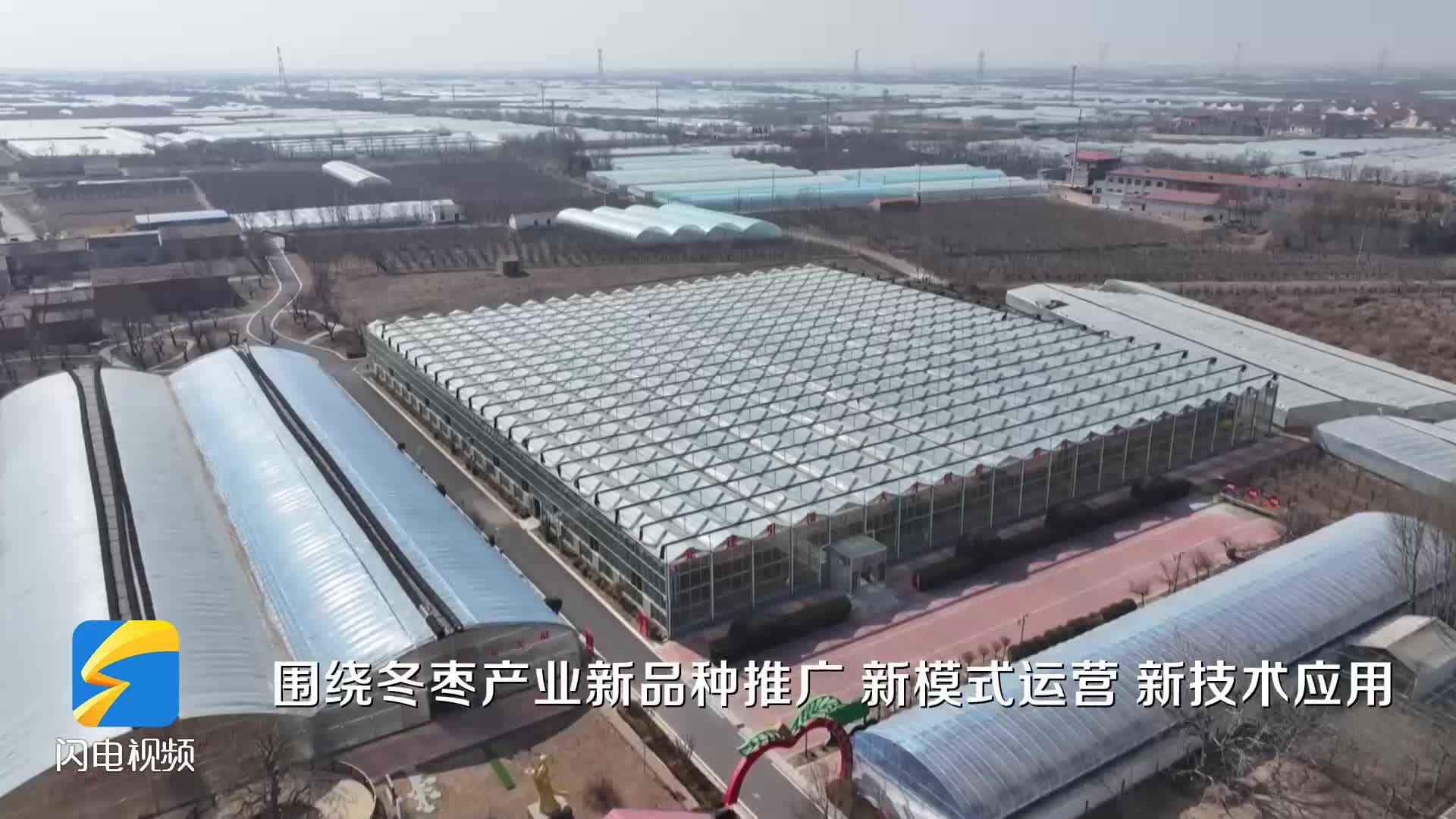 沾化：續寫“冬棗產業名城”的富民密碼