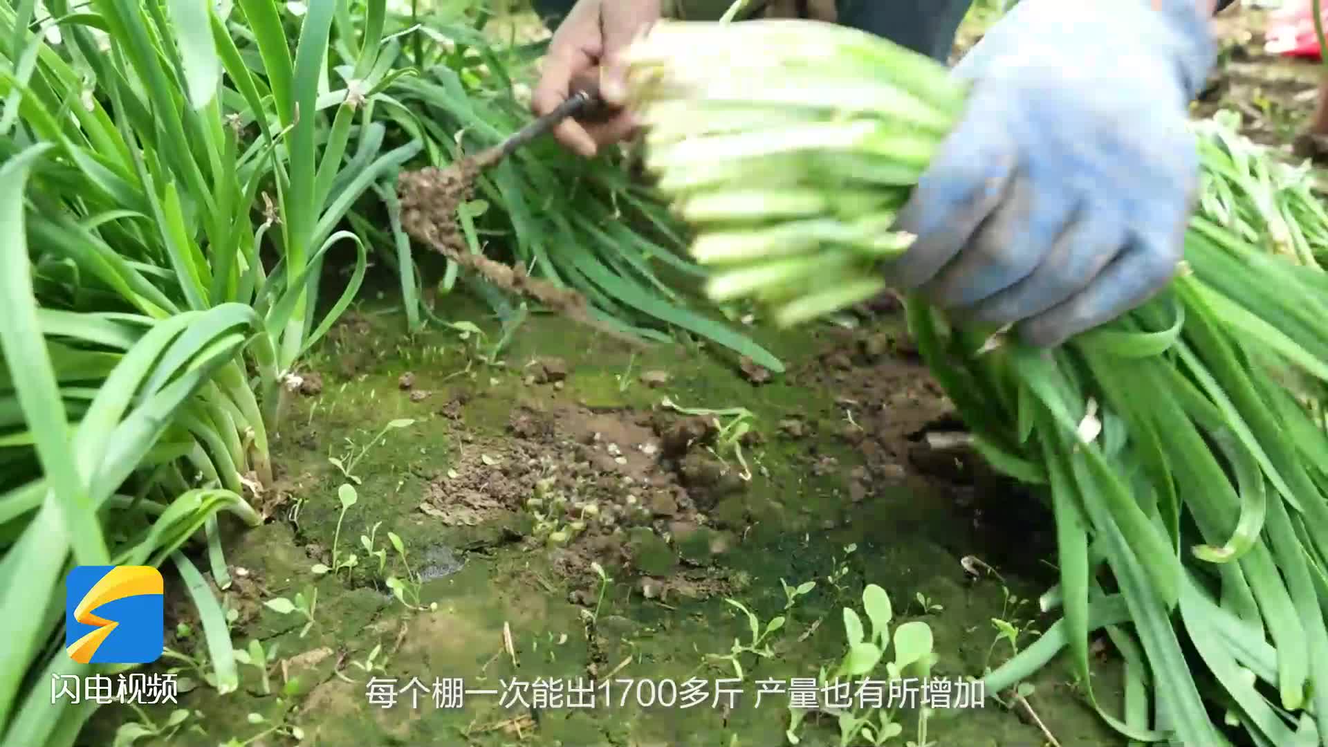 濱州：陽信春韭搶“鮮”上市 大棚蔬菜產業煥發新活力