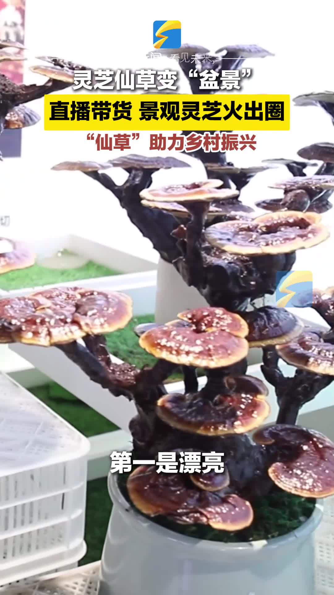 枣庄市台儿庄区：灵芝仙草变“盆景”直播带货 景观灵芝火出圈