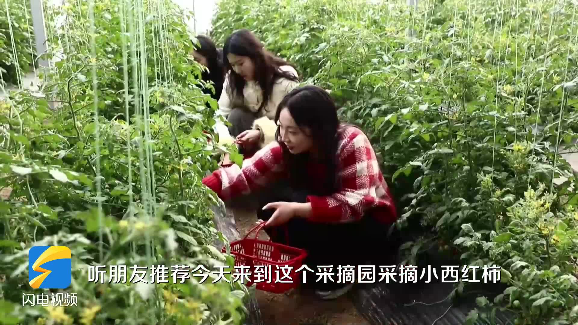 沾化：采摘游玩正當時 農旅融合促振興