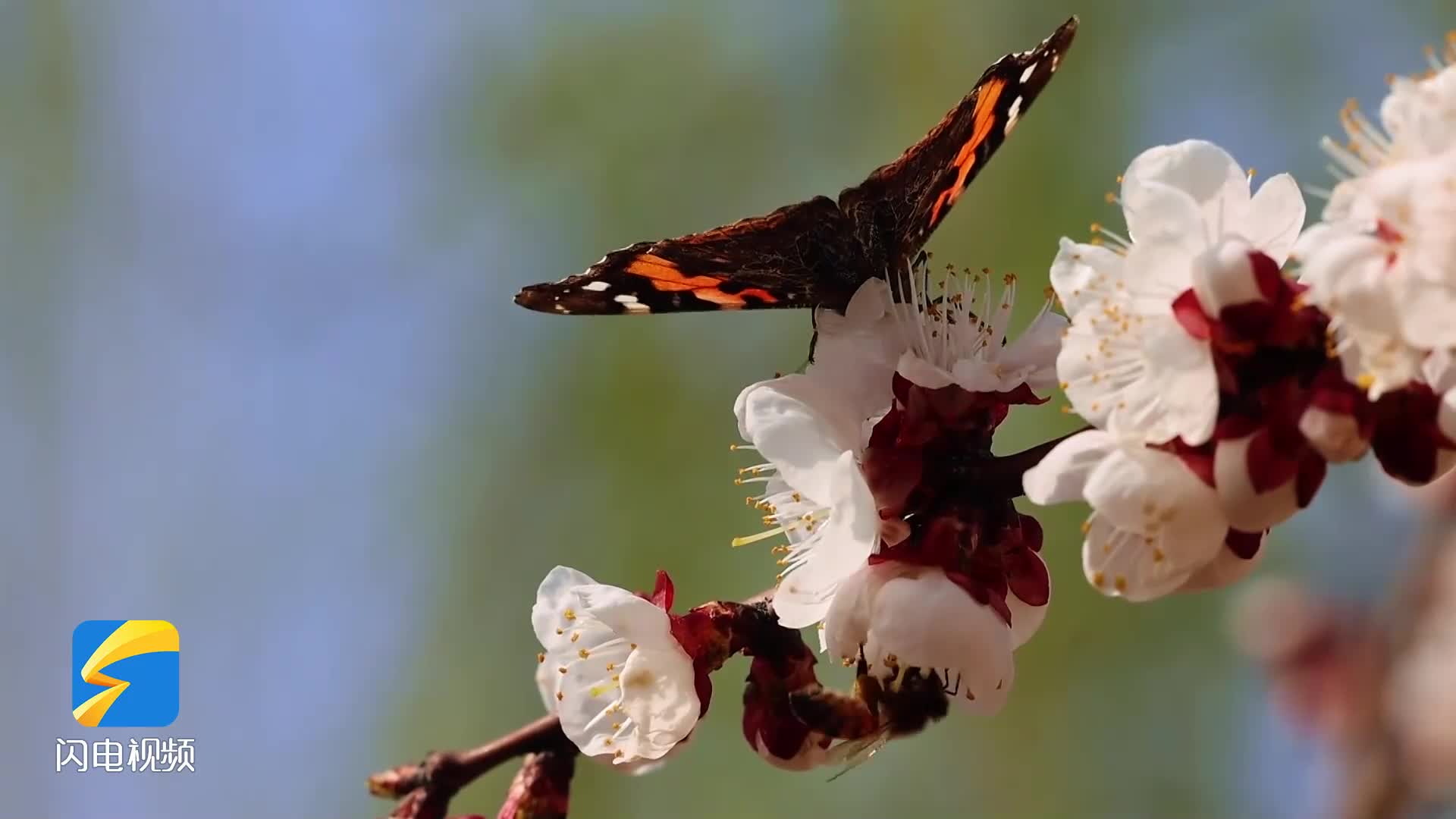 鄒平：花紅柳綠 蝶飛蜂舞 春色怡人