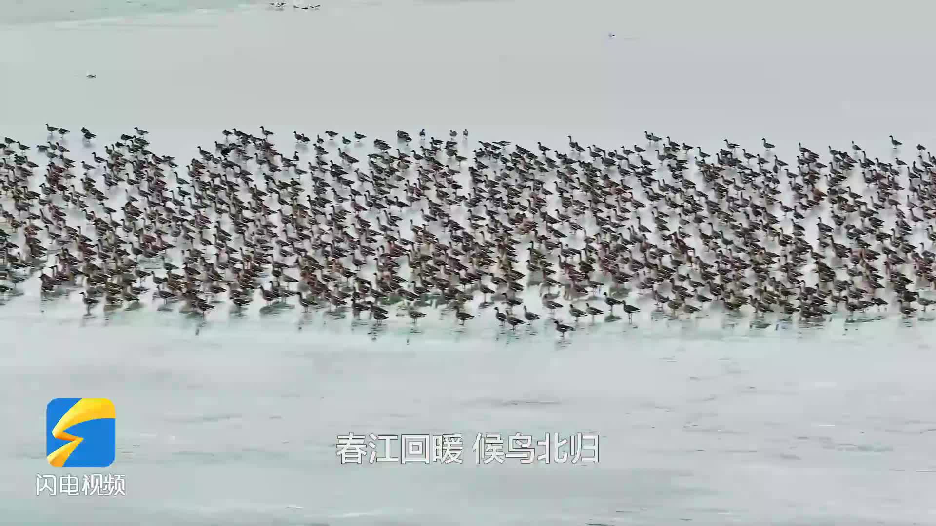 春暖 候鳥歸