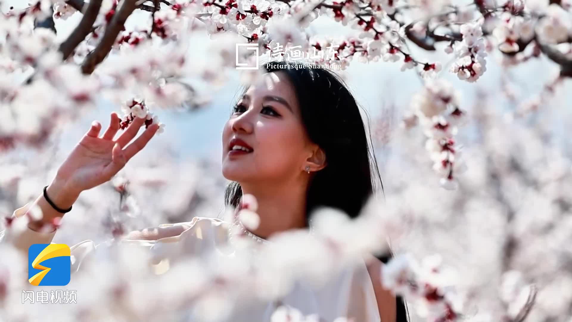 诗画山东丨山路中感受绝美花海 枣庄山亭漫山杏花盛放