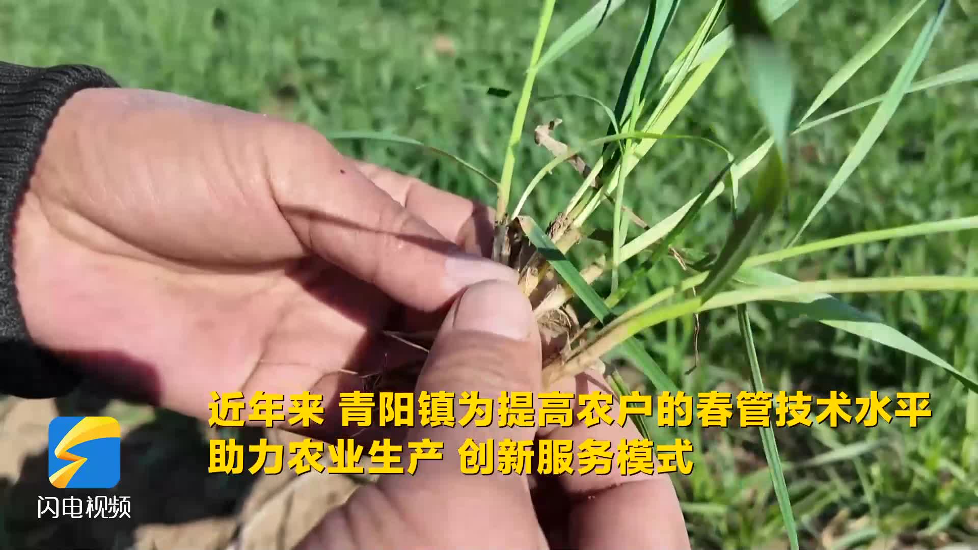 鄒平：農(nóng)技知識進田間 助力春管促豐收