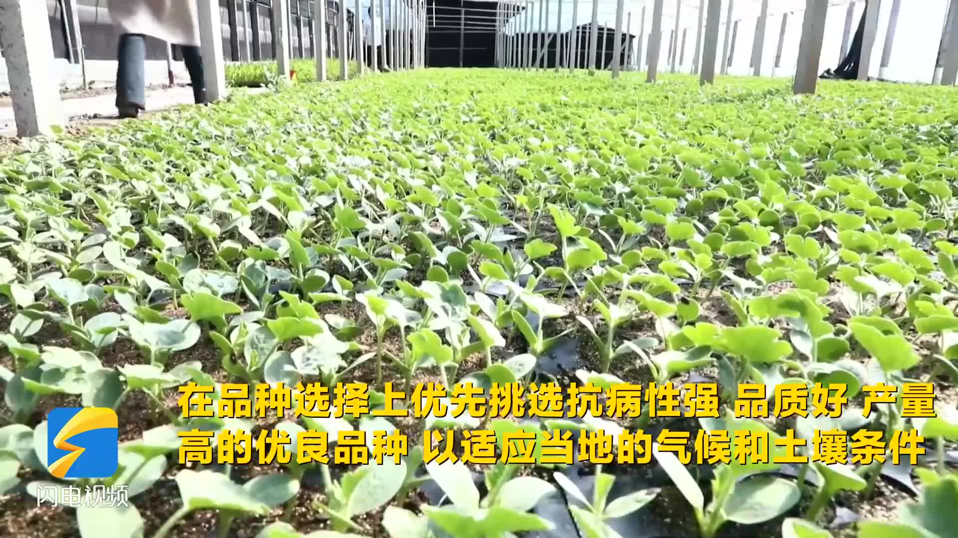 沾化：春分時節農事忙 西瓜育苗正當時