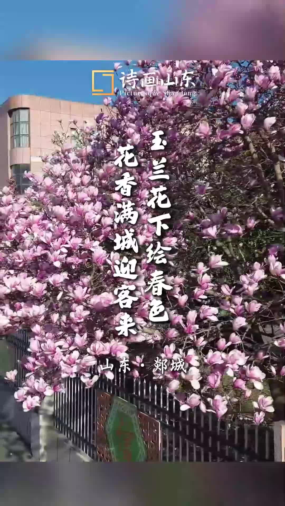 郯城：玉兰花下绘春色 花香满城迎客来