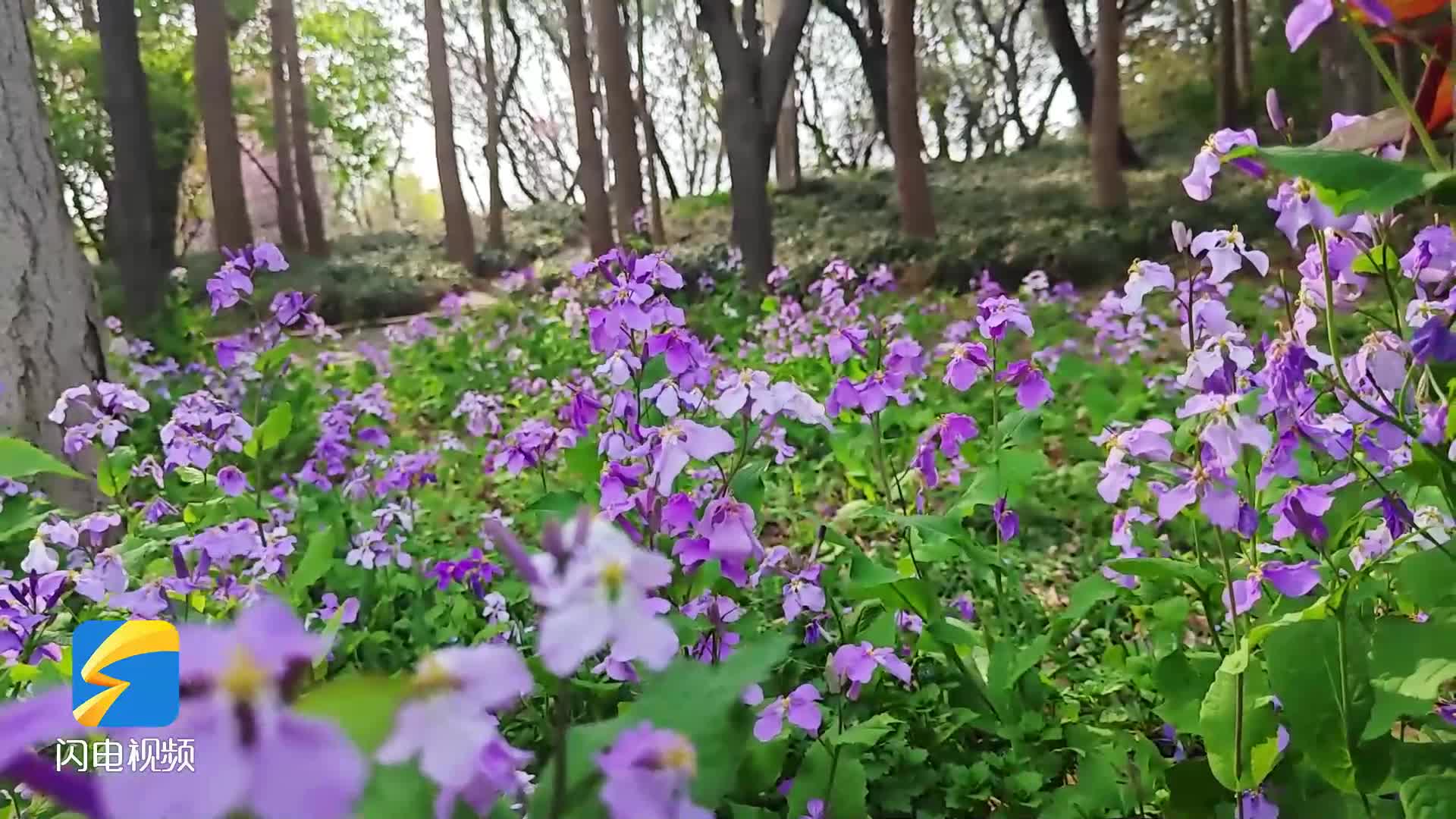 濱州：“賞花地圖” 一鍵解鎖