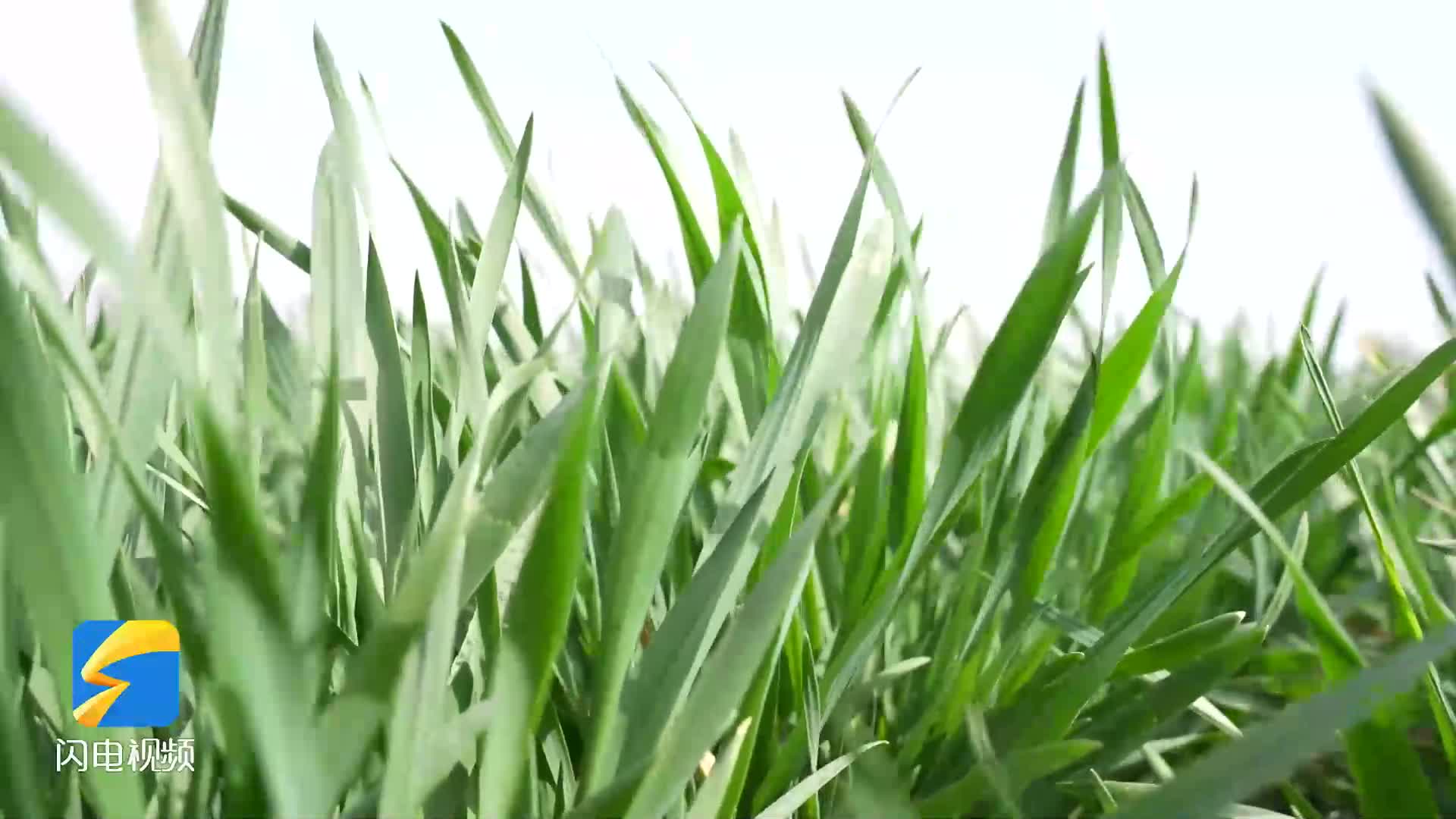 陽信：智慧農業助力鄉村振興 紫麥種植鋪就致富新路