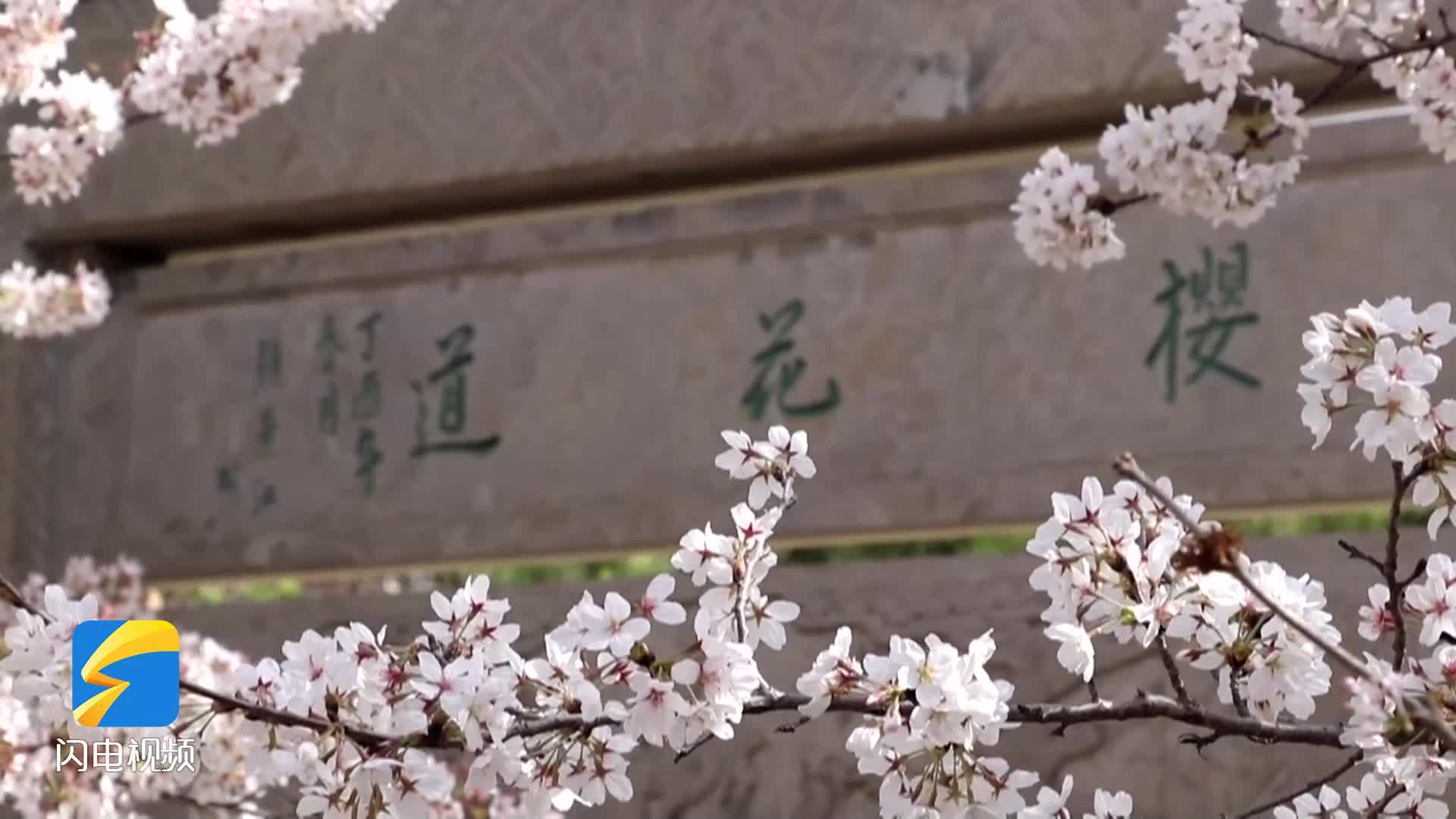 櫻花盛綻邀客來 鄒平櫻花山風景區迎來最美賞花季