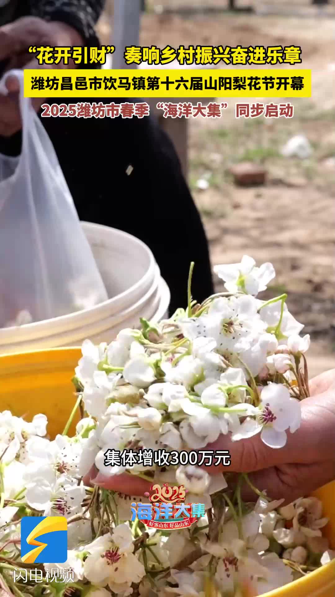 潍坊昌邑市饮马镇第十六届山阳梨花节开幕
