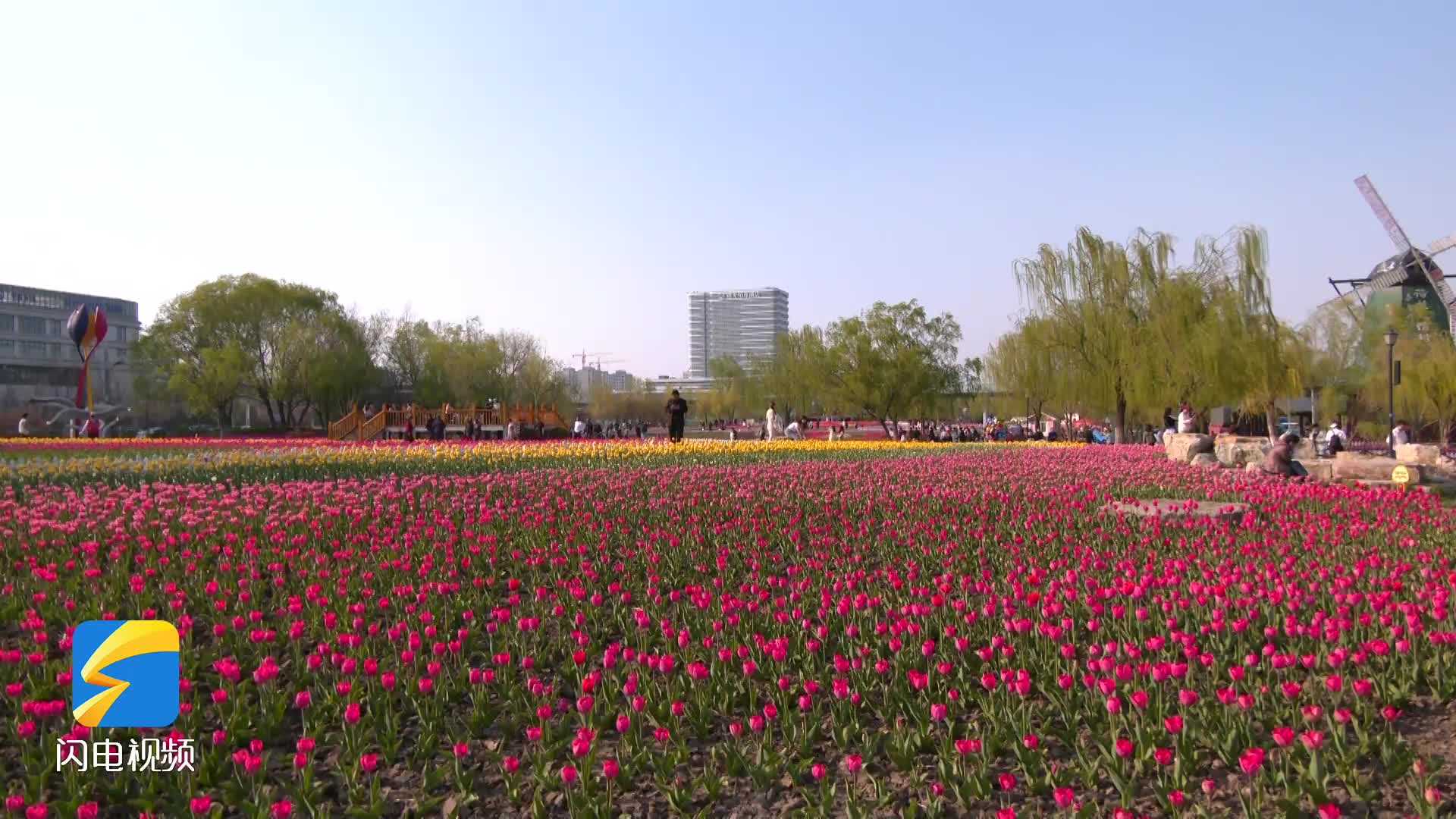 遇見春天 郁見濱州：百萬株郁金香花海吸引萬名游客