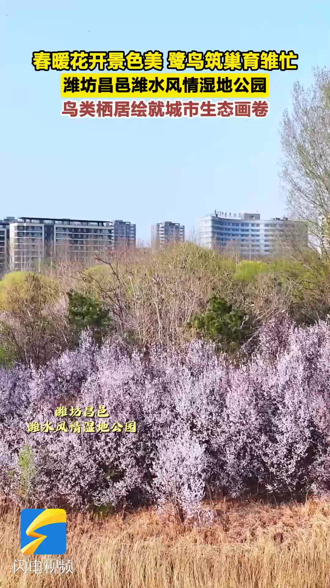 潍坊昌邑：春暖花开景色美 鹭鸟筑巢育雏忙