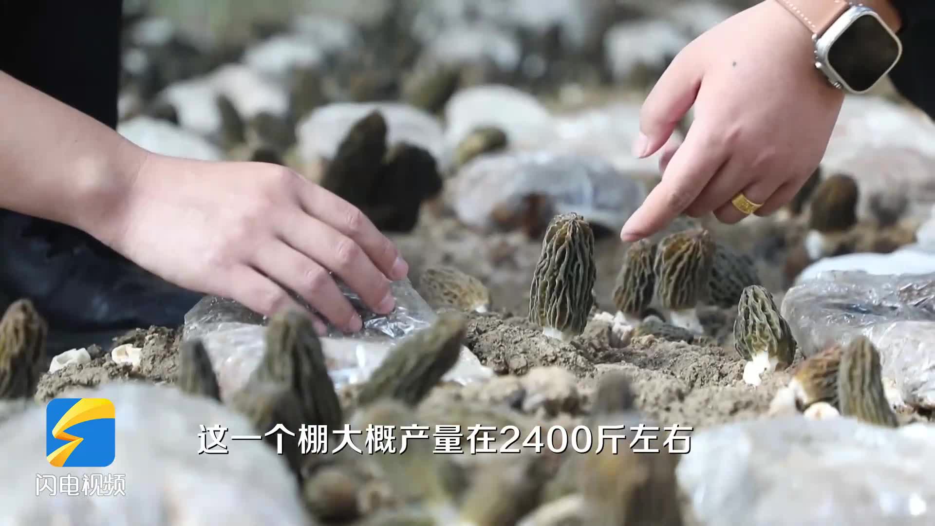 沾化：高效作物種植 助力農民增收