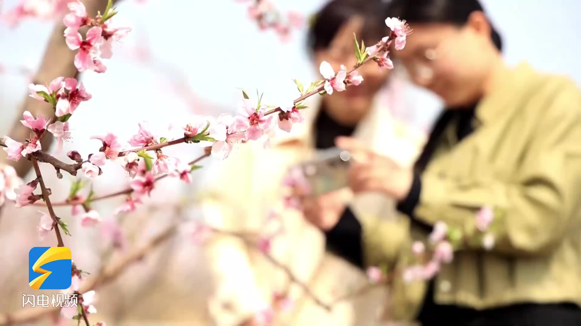 無棣：桃花朵朵開 田間農事忙