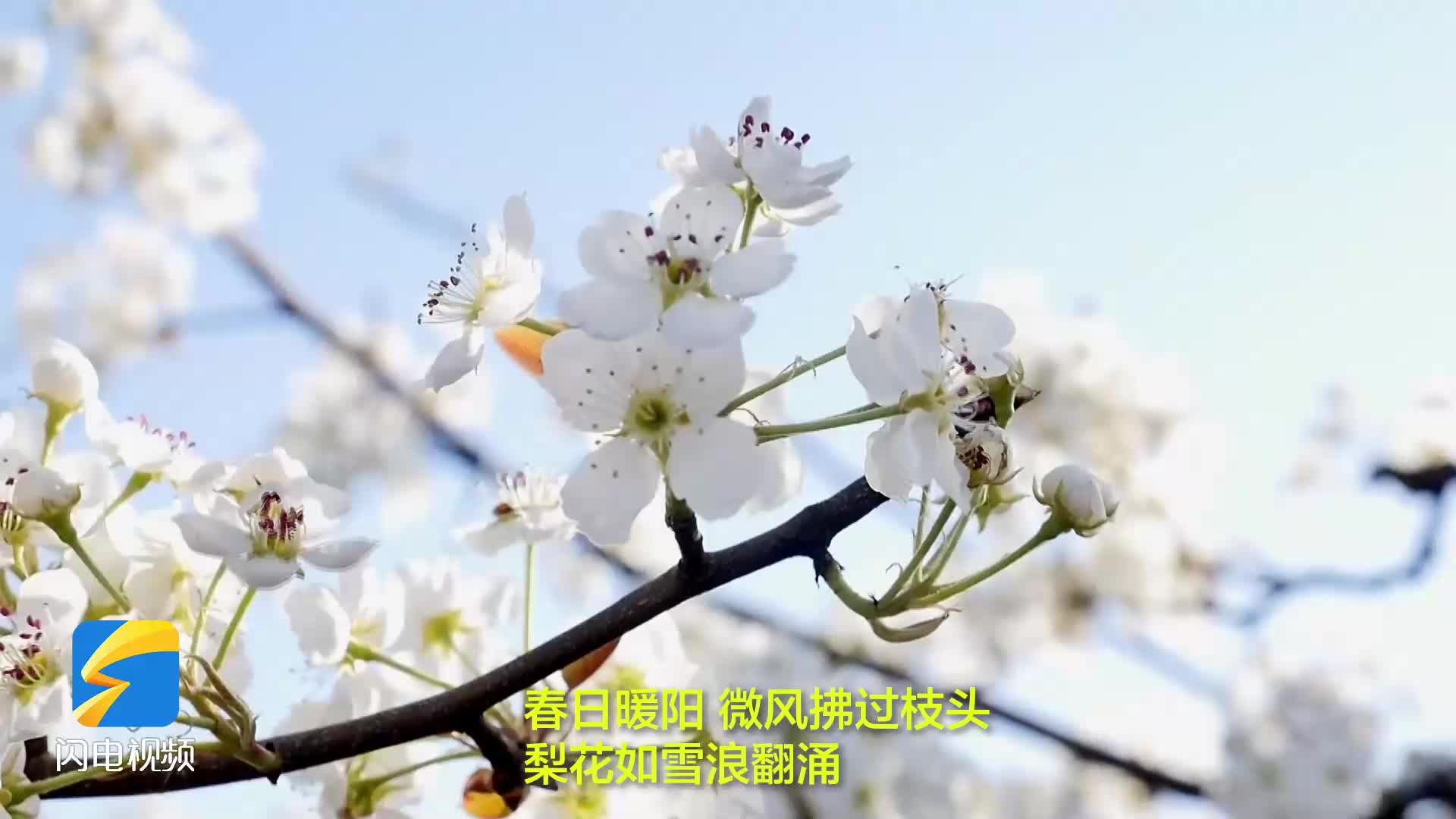 陽信梨花會煥新登場 10萬畝梨園迎來春日盛景