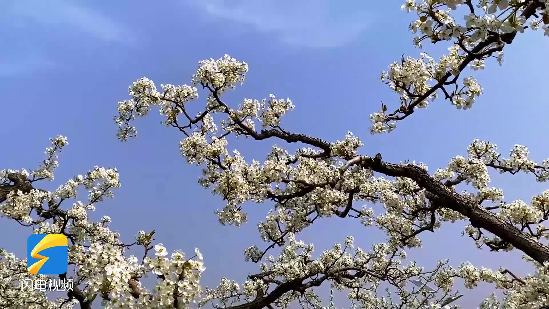 夢幻梨花海吸引萬千游客 陽信縣以花為媒書寫經濟
