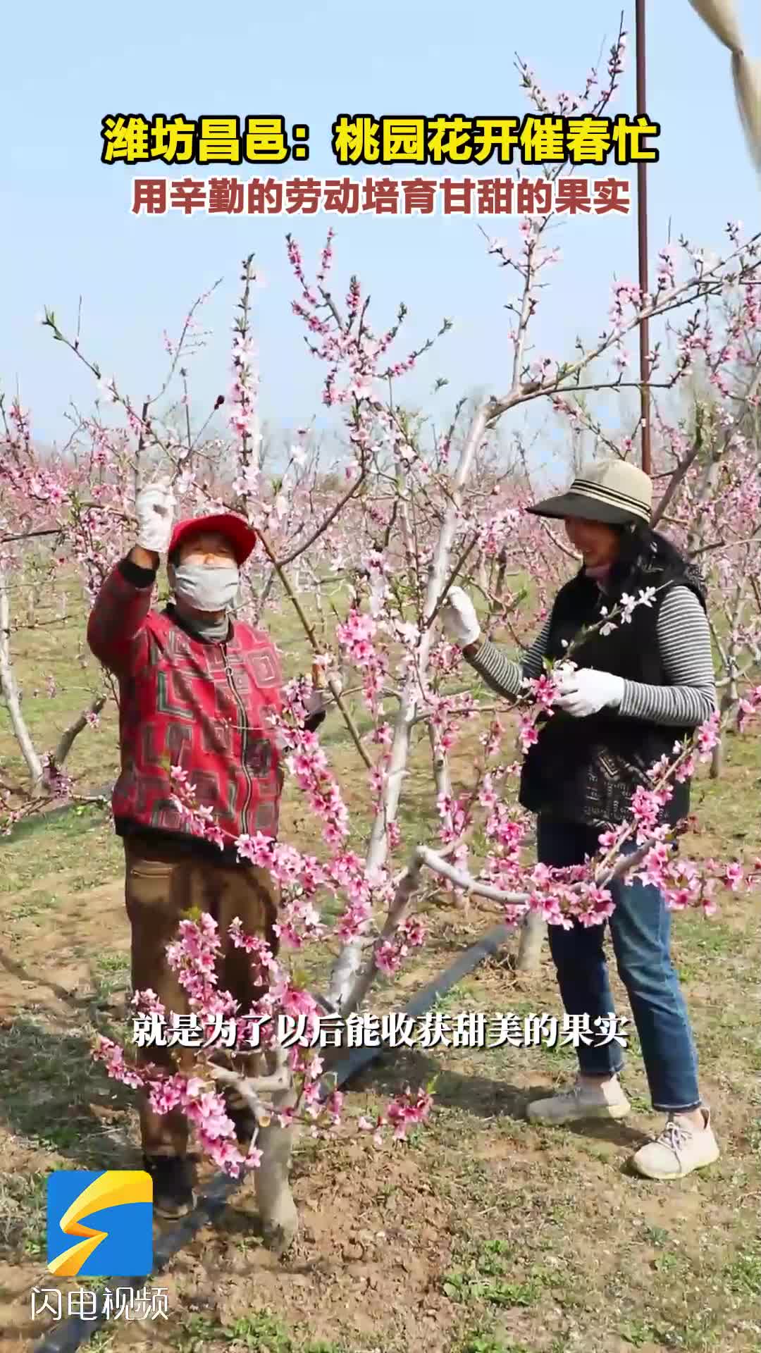 潍坊昌邑：桃园花开催春忙
