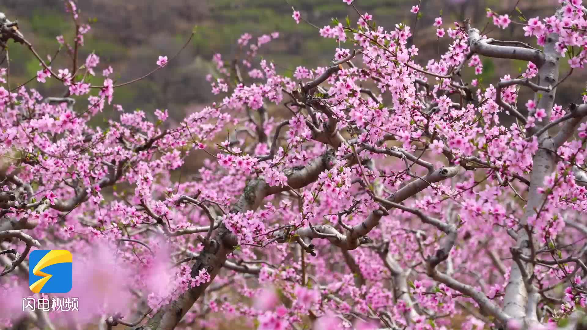 潍坊临朐：万亩桃花灼灼 春日美景如画