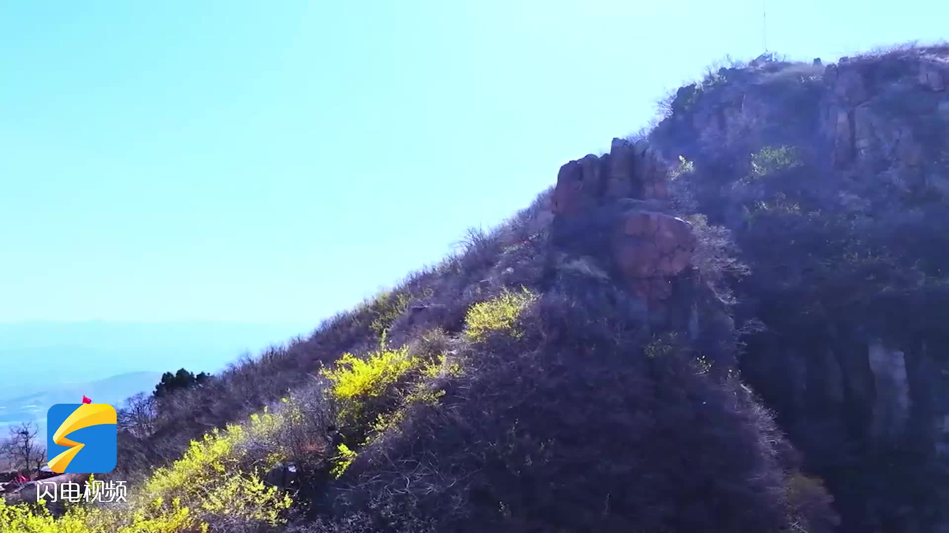 四月白云山：金色連翹與粉色梅海共繪山水畫卷
