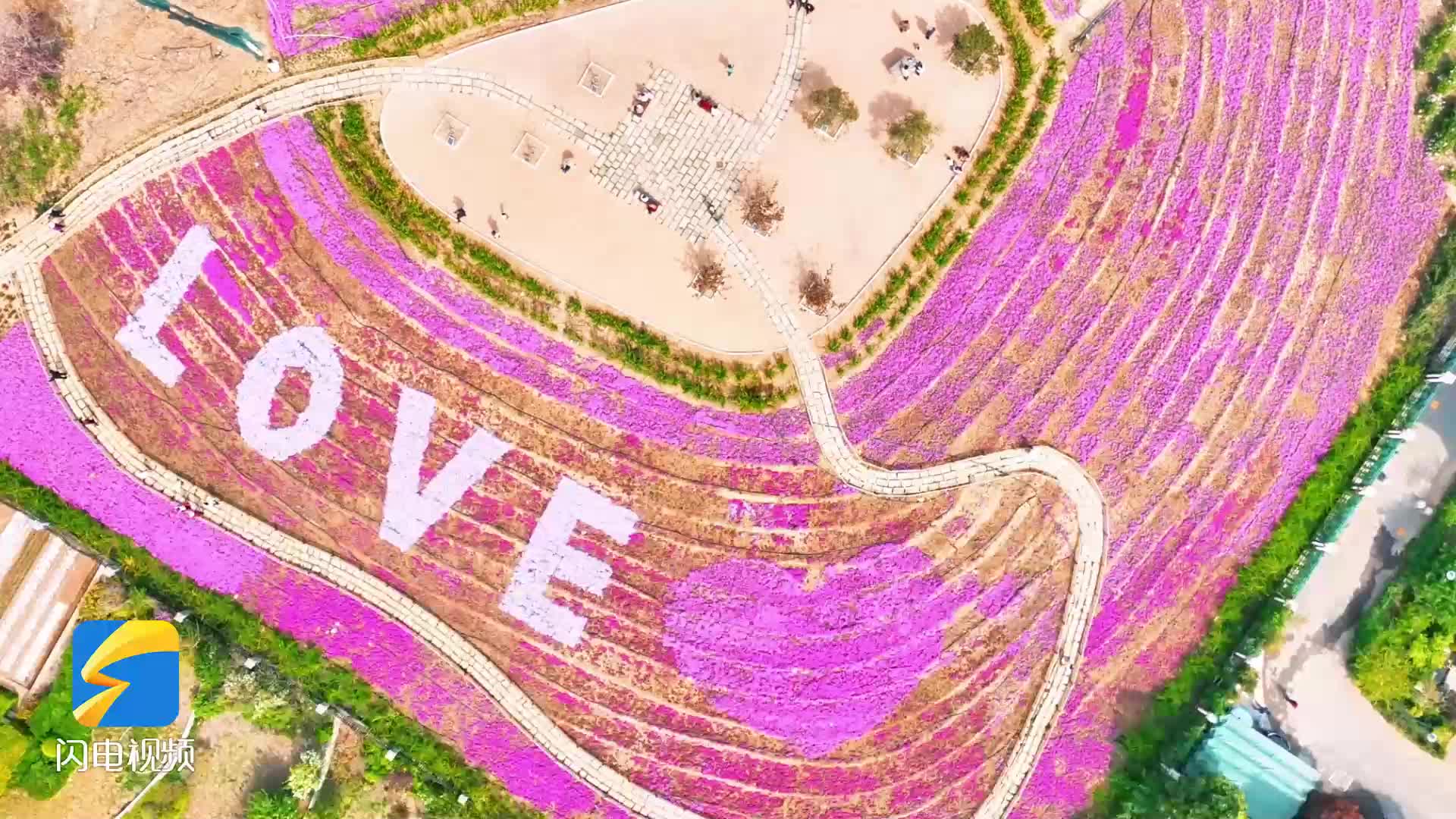 昌乐：一城春色满城花