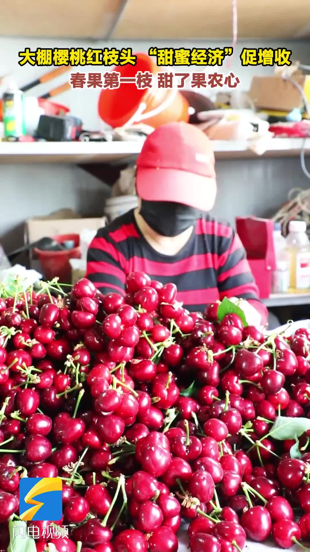 潍坊昌邑：大棚樱桃红枝头 “甜蜜经济”促增收