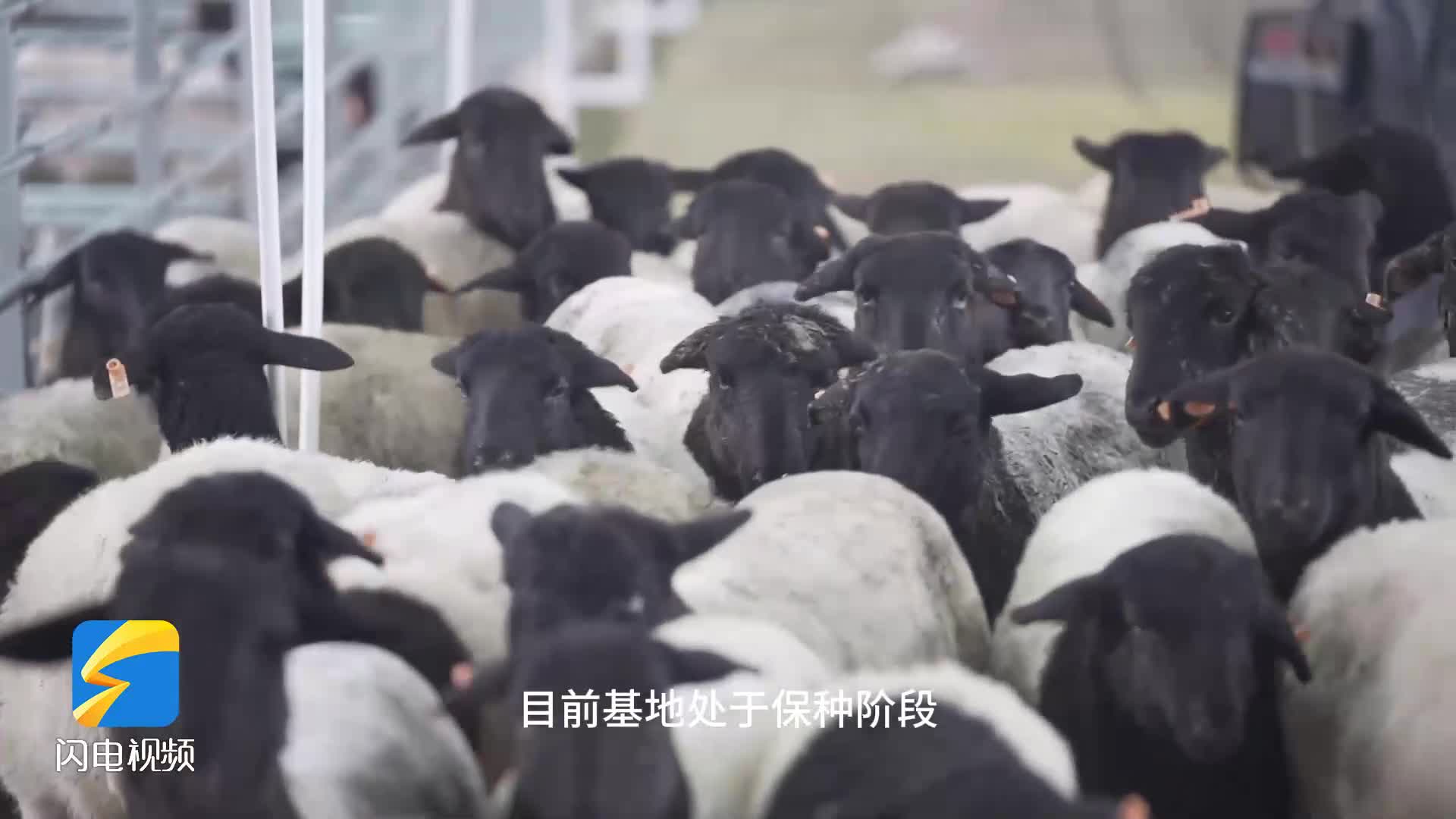 济南市钢城区：构建保种繁育基地 聚力打造“北方种业之都”