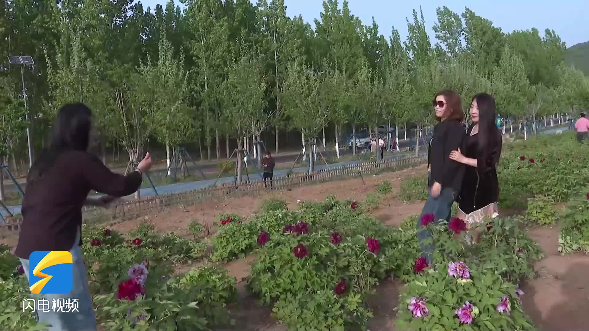 “云赏”变“亲触” 枣庄这处牡丹园打卡正当时