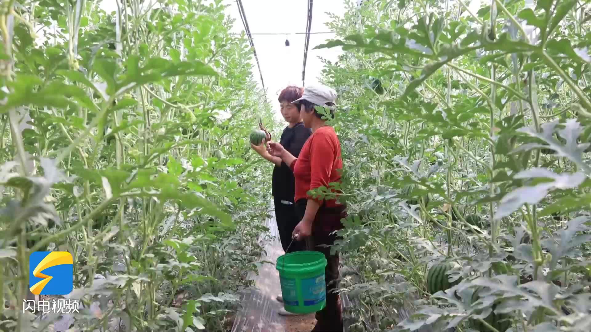惠民：3萬畝大棚“綠色”西瓜提前上市 畝產可收入五萬多
