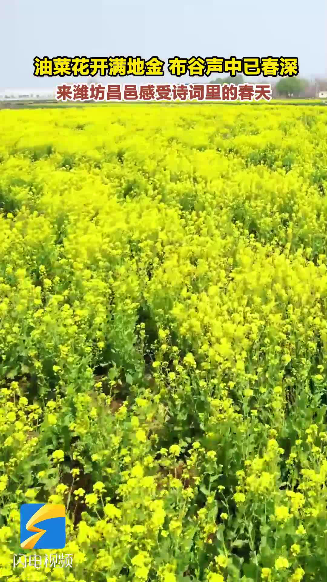 油菜花开满地金 来潍坊昌邑感受诗词里的春天