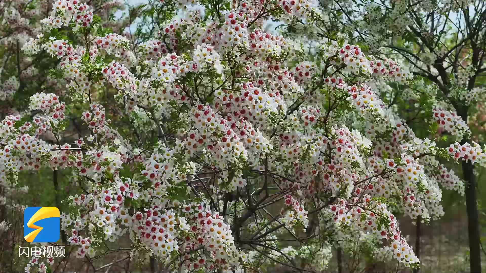 潍坊昌邑：文冠花开正当时 一树多效助振兴