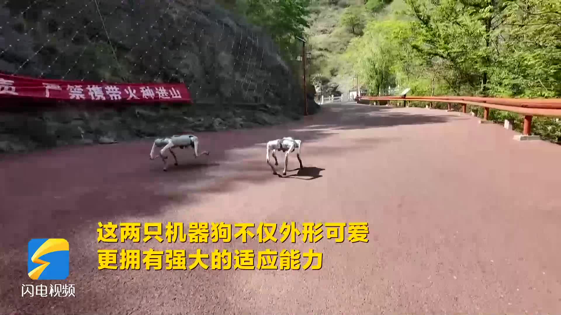 鄒平：鶴伴山“機(jī)器狗導(dǎo)游”上線 科技賦能開(kāi)啟山林暢游新體驗(yàn)