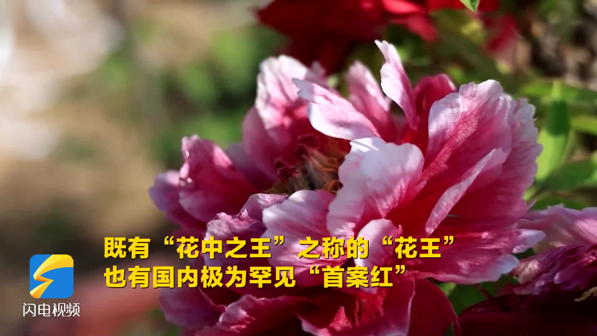 濱州濱城：黃河牡丹園花開(kāi)迎客 農(nóng)文旅融合以花促興