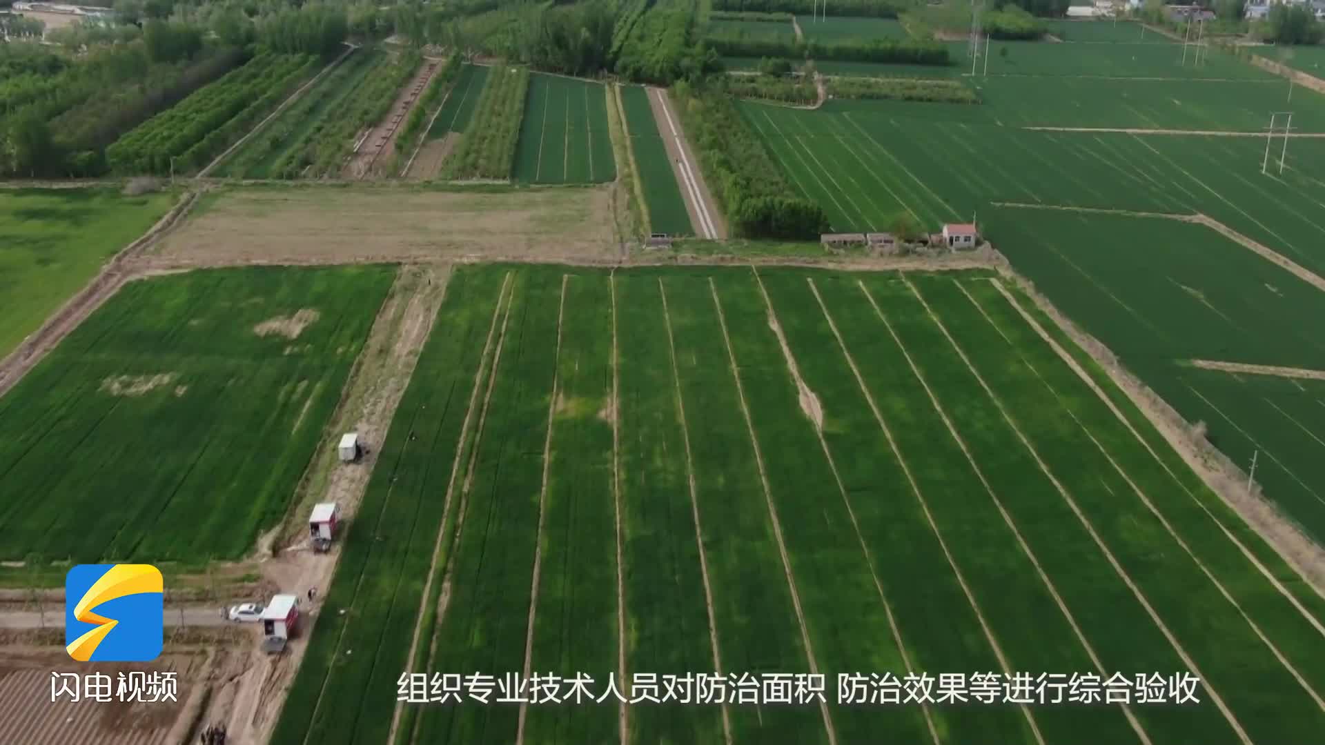 濱州惠民縣啟動48萬畝小麥“一噴三防”行動 無人機助力夏糧豐產豐收