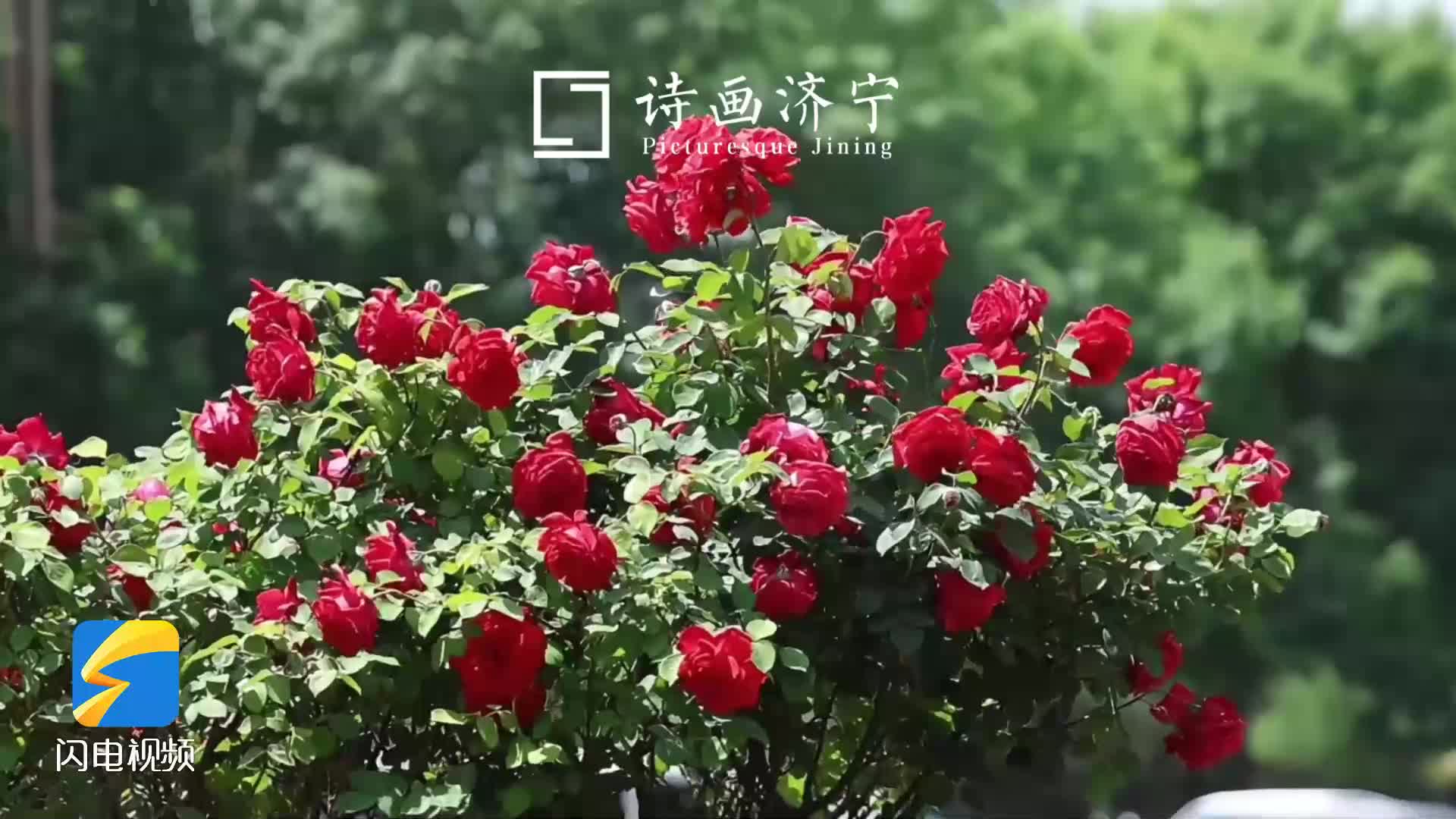 ​花满鱼台｜城区高杆月季绘就缤纷画卷