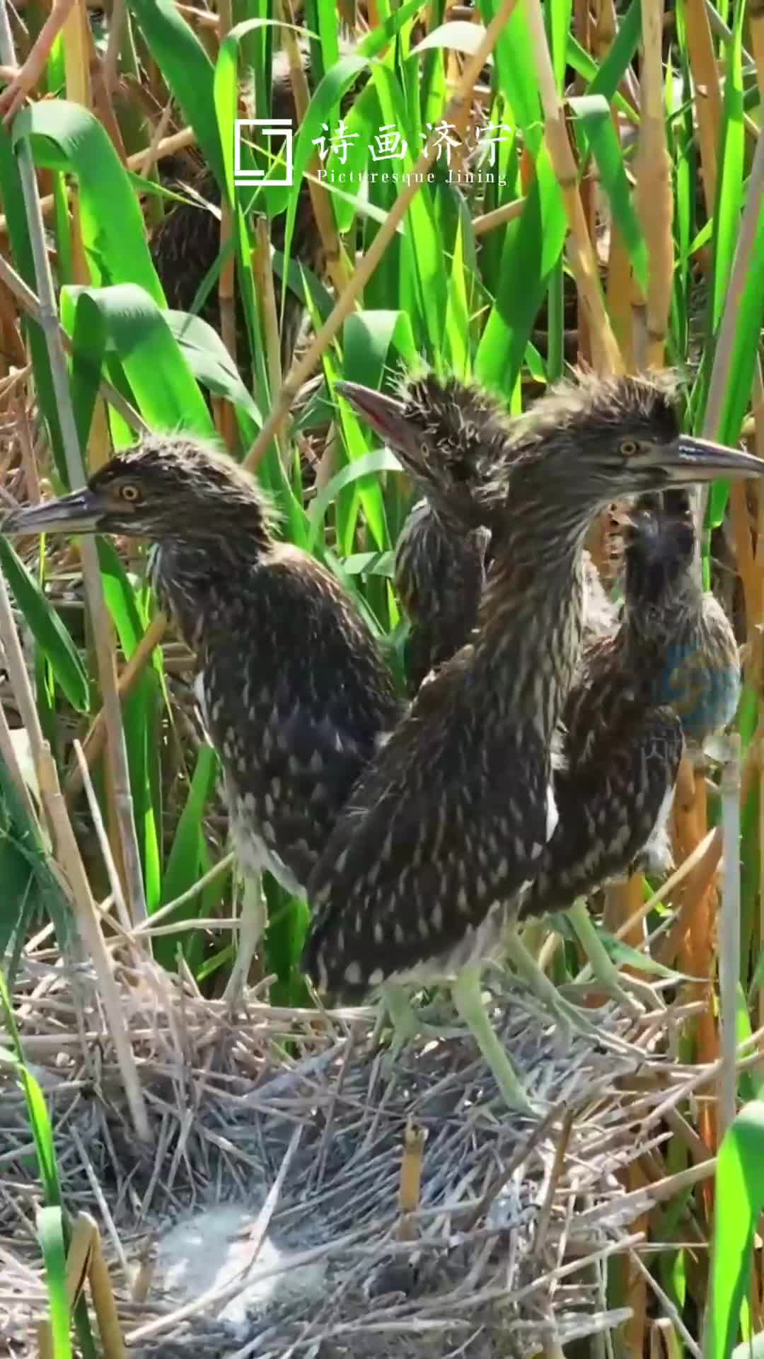 鹭鸟与初夏的鱼台撞个满怀