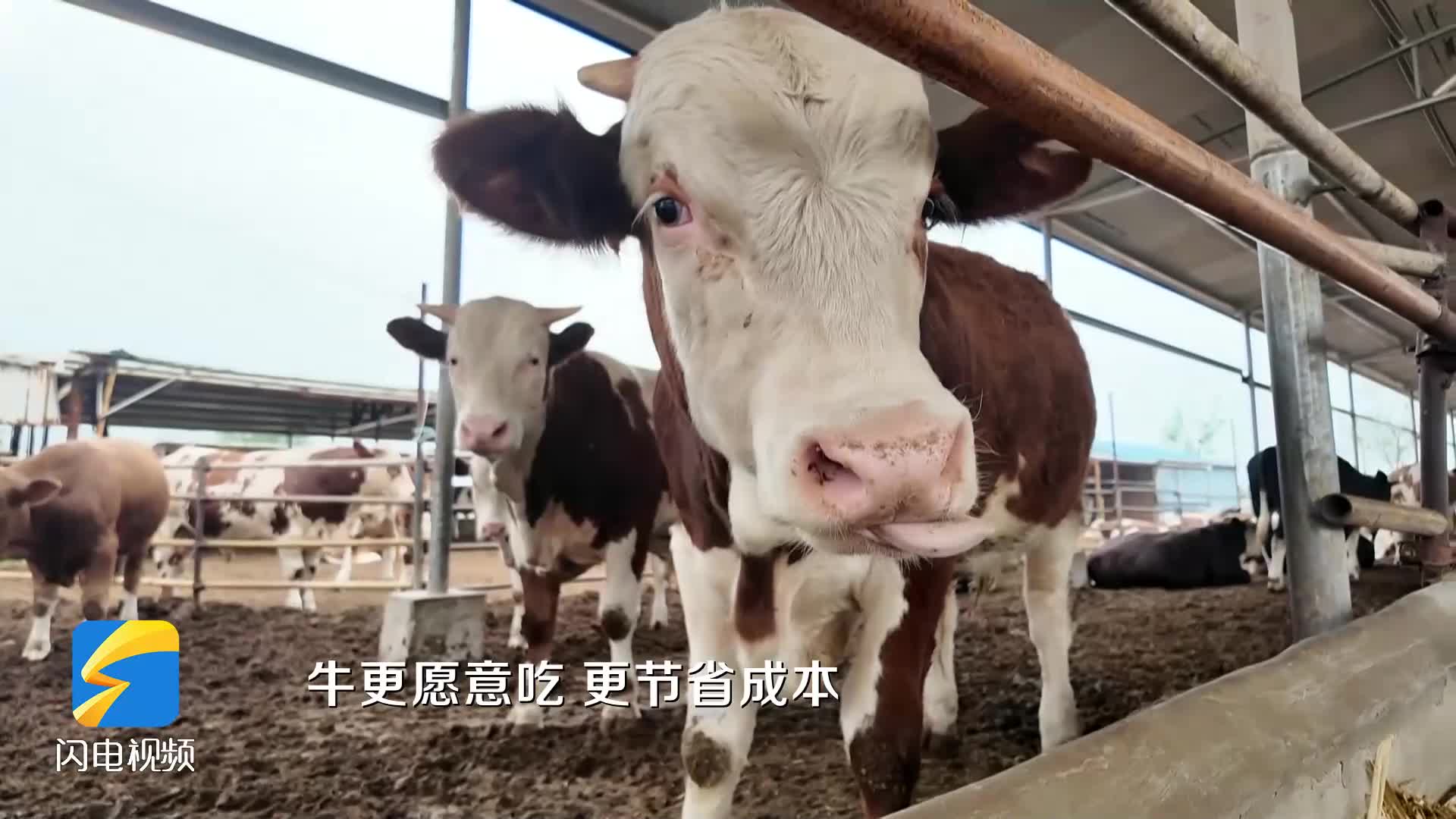 鄒平：養殖產業添新翼 振興之路譜新篇
