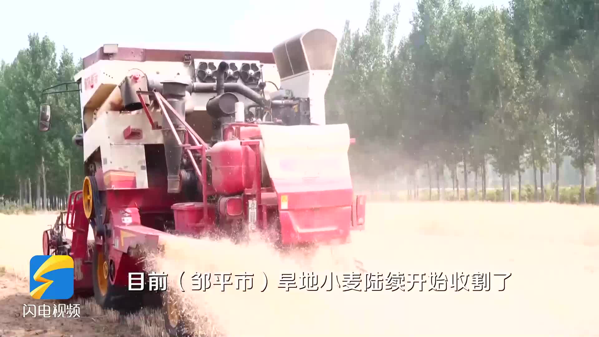 鄒平：冬小麥開鐮收割 奏響夏日豐收曲