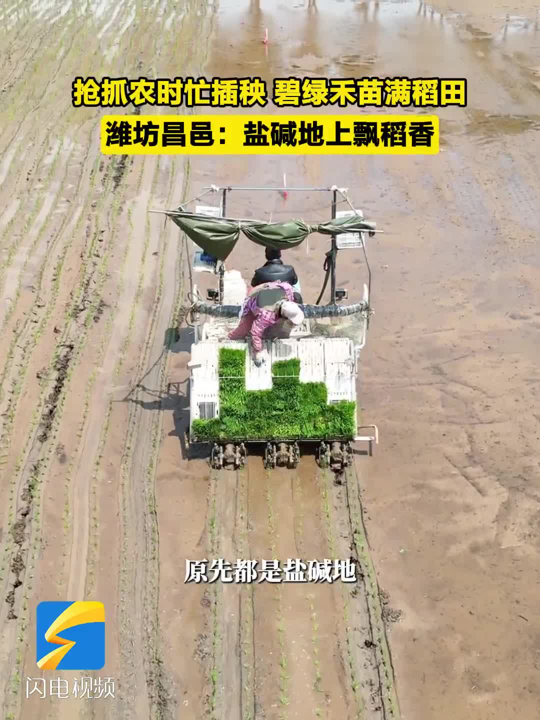 潍坊昌邑：抢抓农时忙插秧 碧绿禾苗满稻田