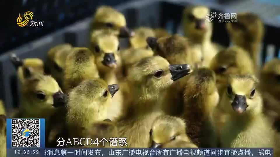 1260只祖代朗德鹅种苗顺利抵达潍坊临朐