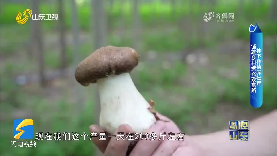 林下种植赤松茸  铺就乡村振兴致富路