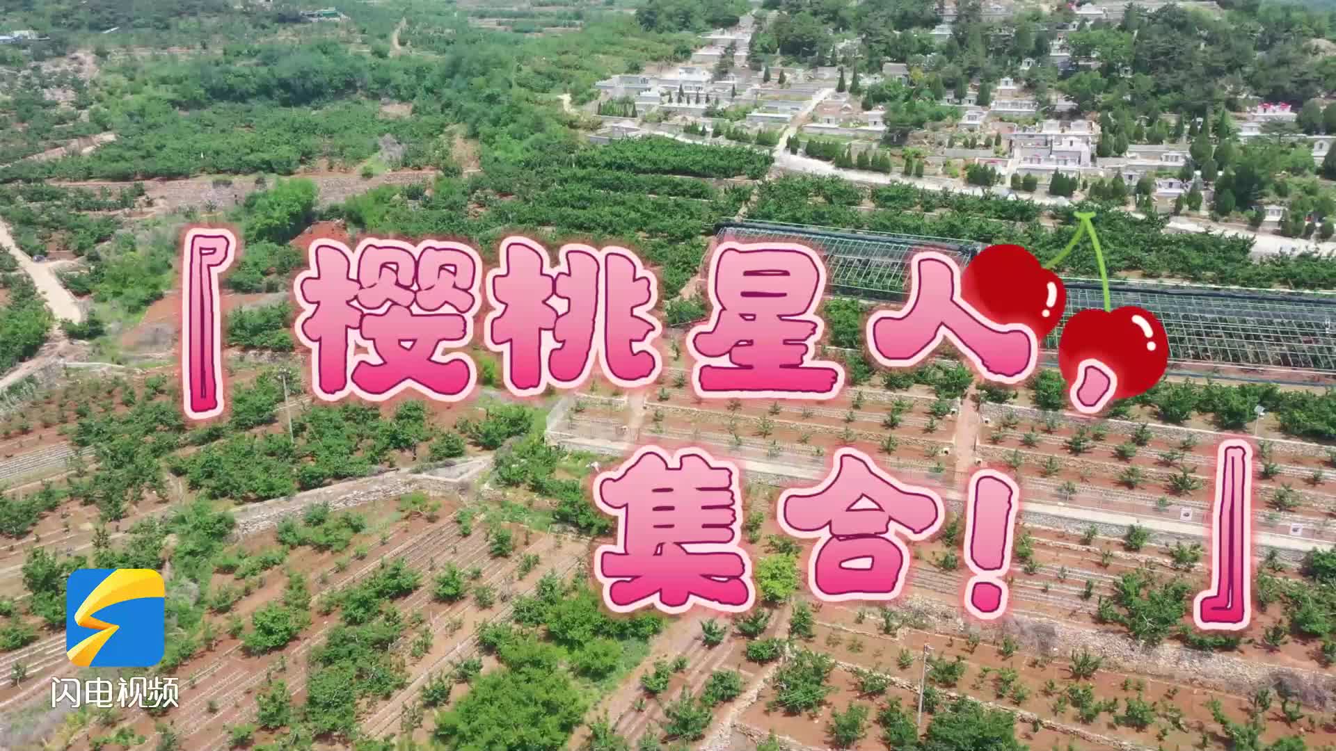 夏日經濟觀察｜鮮甜buff疊加 山東大櫻桃領“鮮”上市