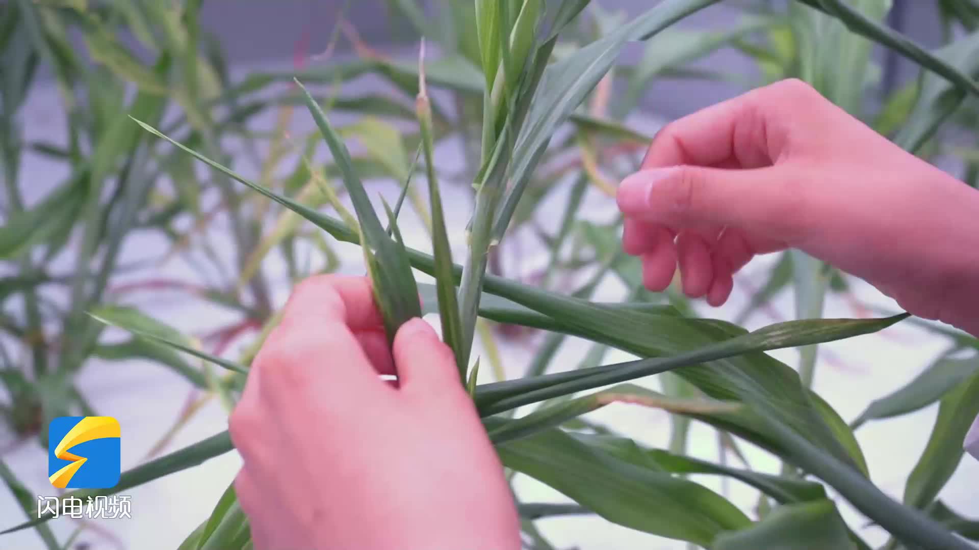探尋鹽堿地上的高產密碼｜芒種夏收忙