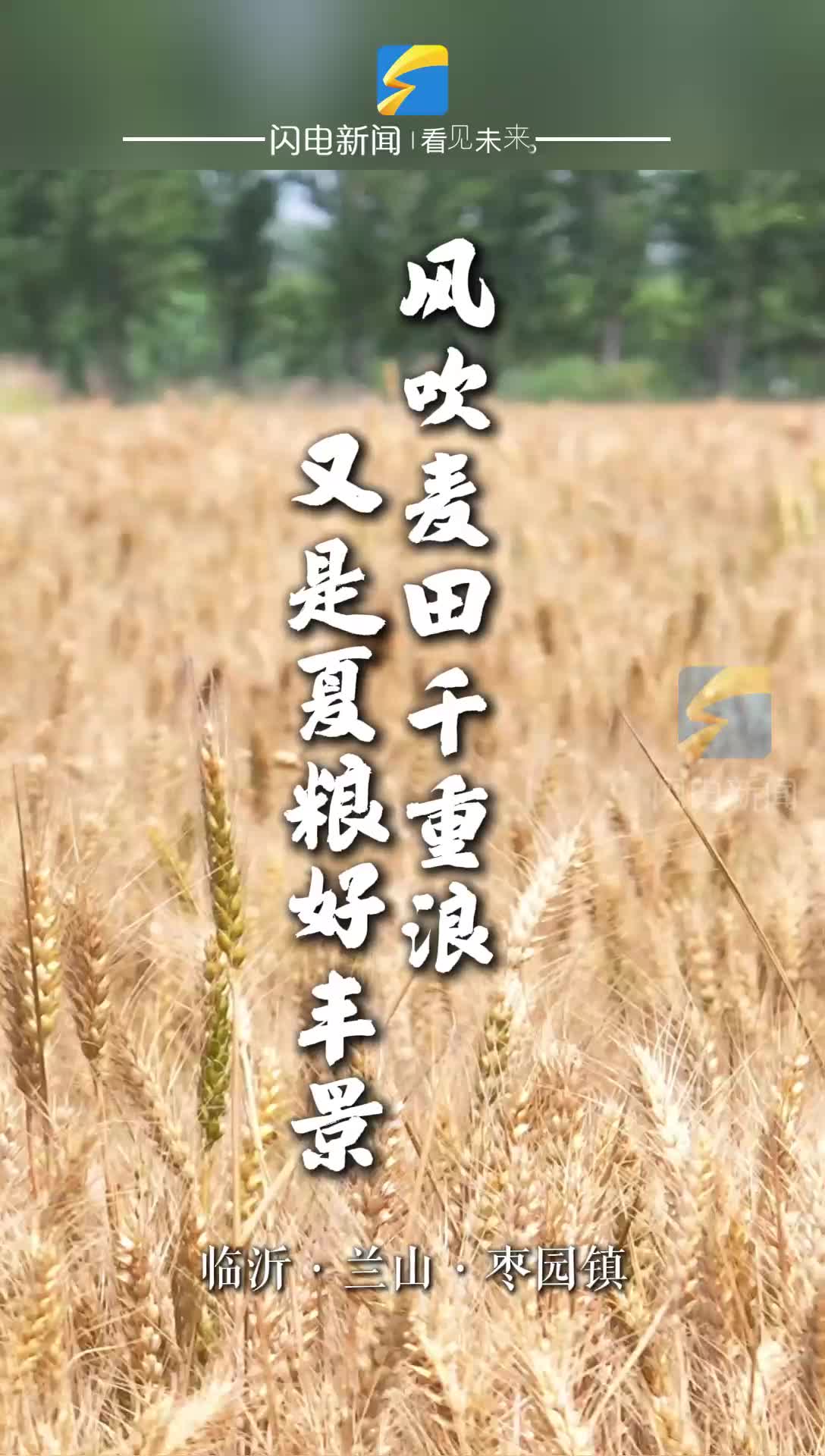 临沂：风吹麦田千层浪 又是夏粮好丰景