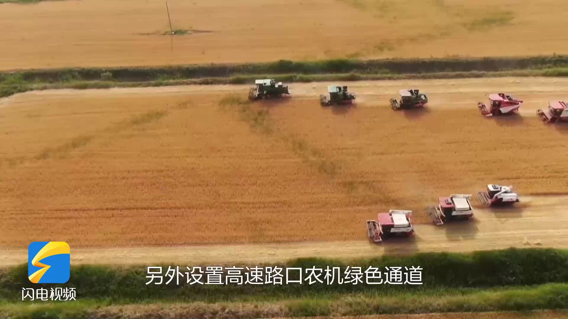 無棣：鹽堿地小麥迎豐收 良種和技術(shù)成增收密碼