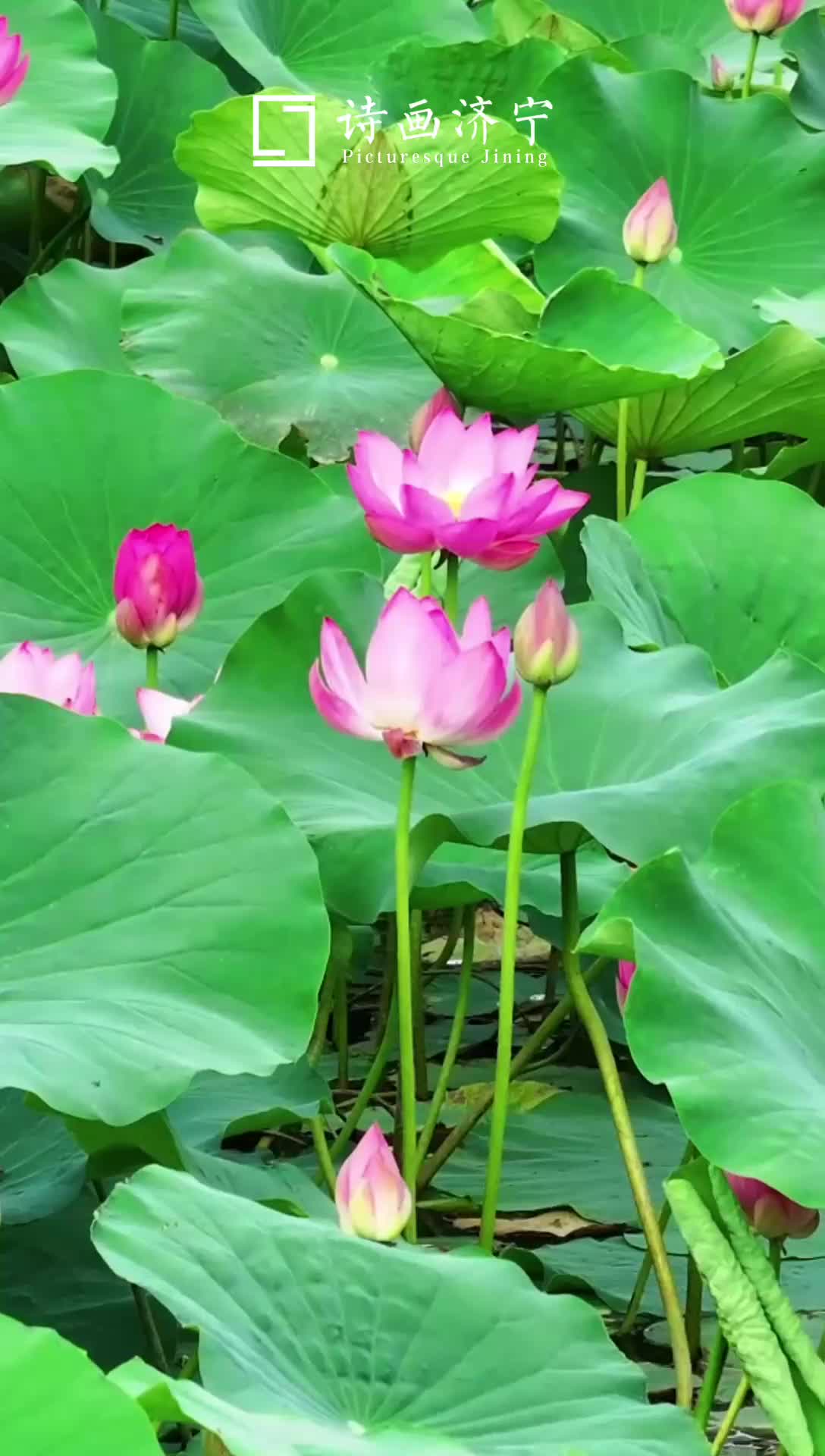 鱼台初夏限定浪漫：西支河畔荷花已盛开