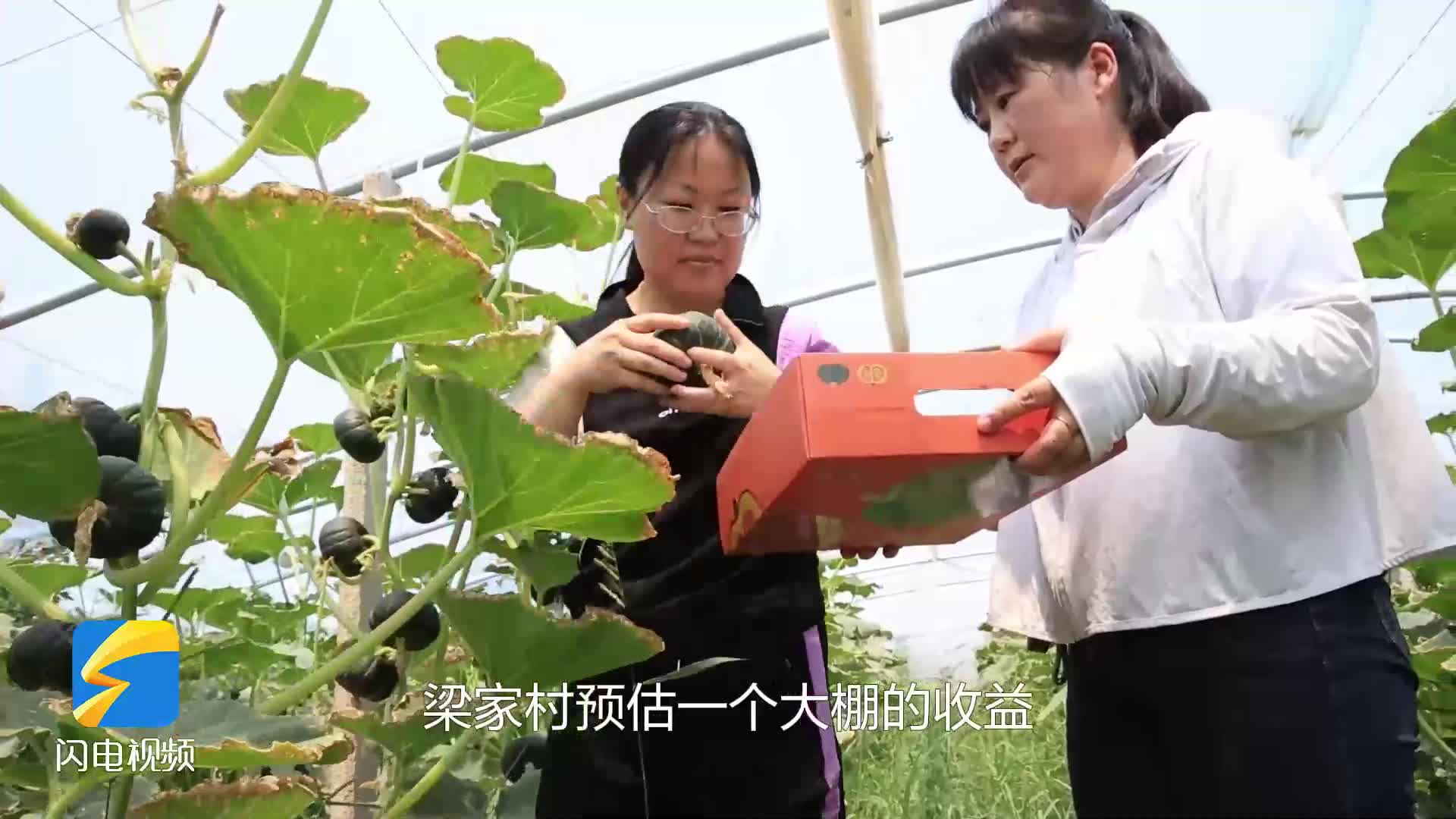 無棣：特色種植“結碩果” 大棚豐收鋪就鄉(xiāng)村振興“甜蜜路”