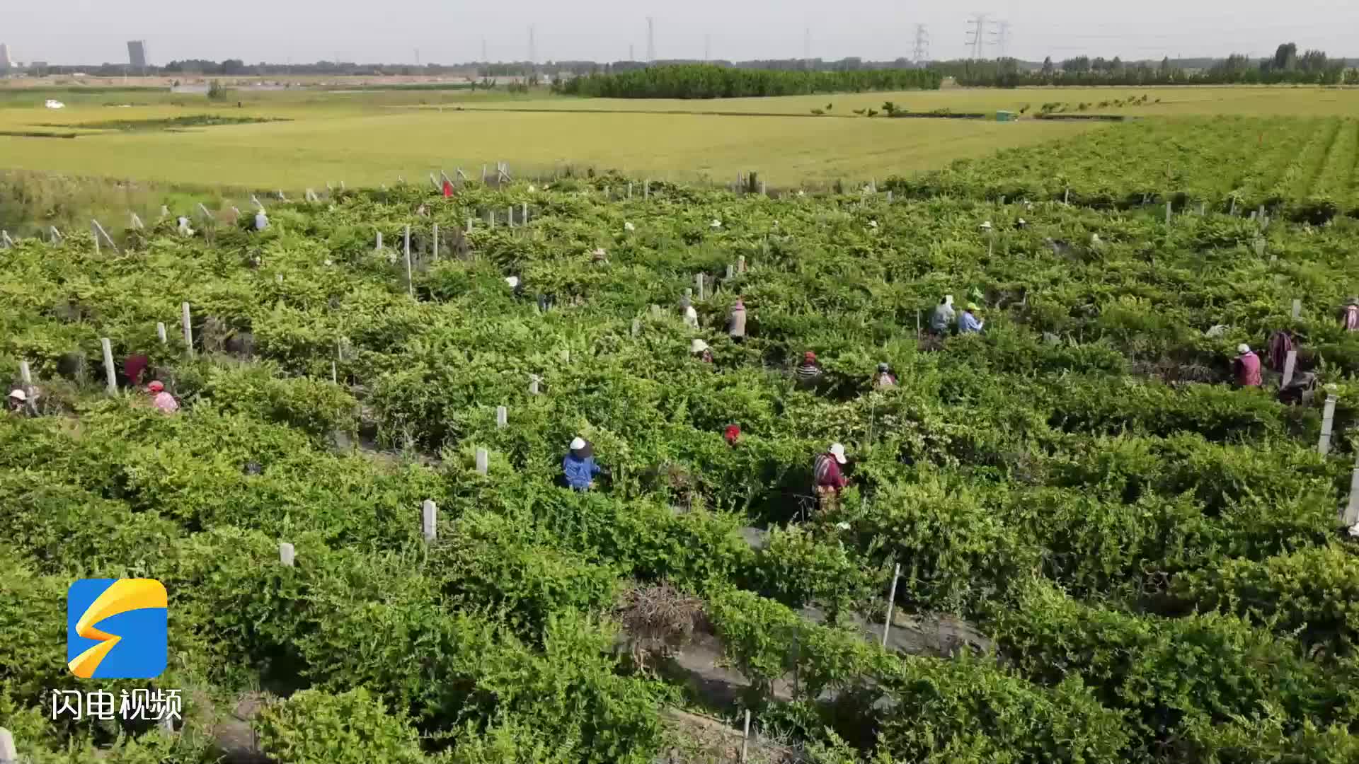 任城汪西村：金银花开 “致富路”  特色产业促振兴