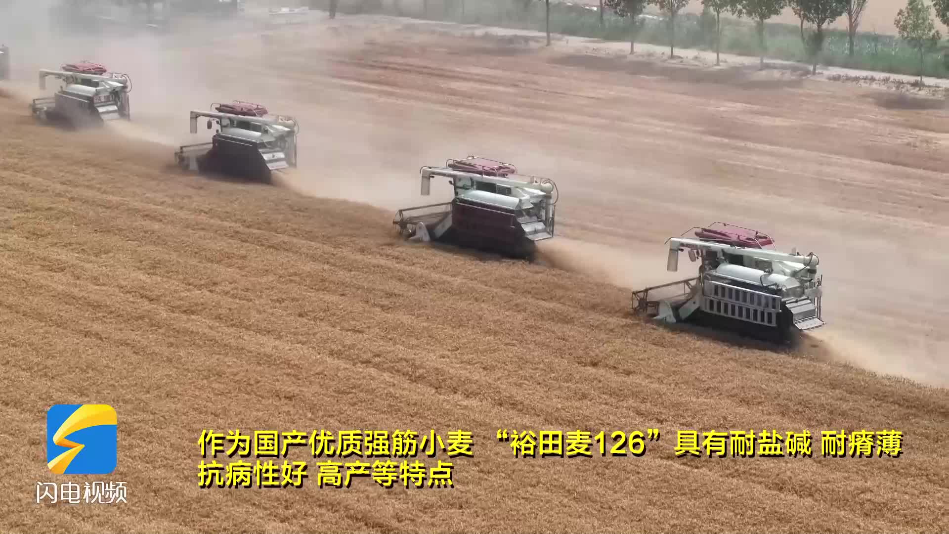 濱州優質強筋小麥迎豐收 國產品種展現耐鹽堿、高產優勢